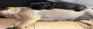 Pug 4