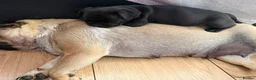 Pug dogs for sale: Little Pug Joy-Bundles with Energy to Share in Birmingham - Advert 4