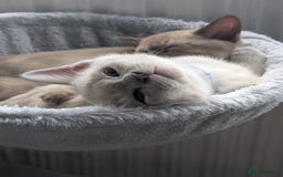 Burmese cats for sale: 1 beautiful brown boy - Image 14