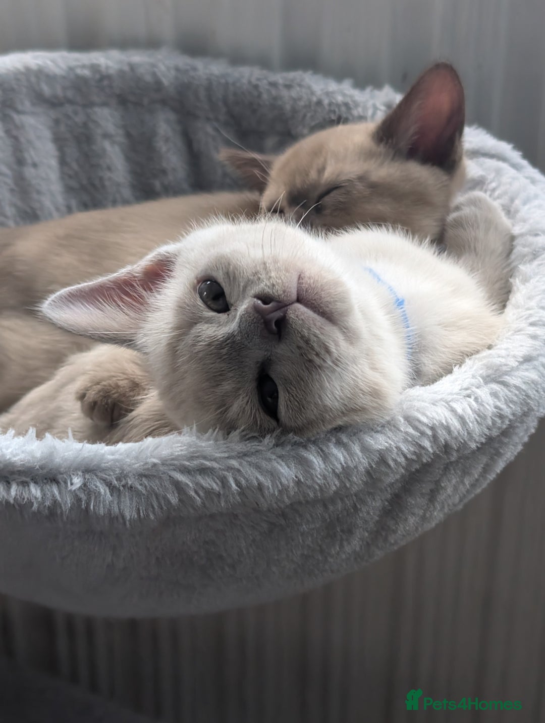 Burmese cats for sale: 1 beautiful brown boy - Image 14