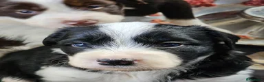 Mixed Breed 2