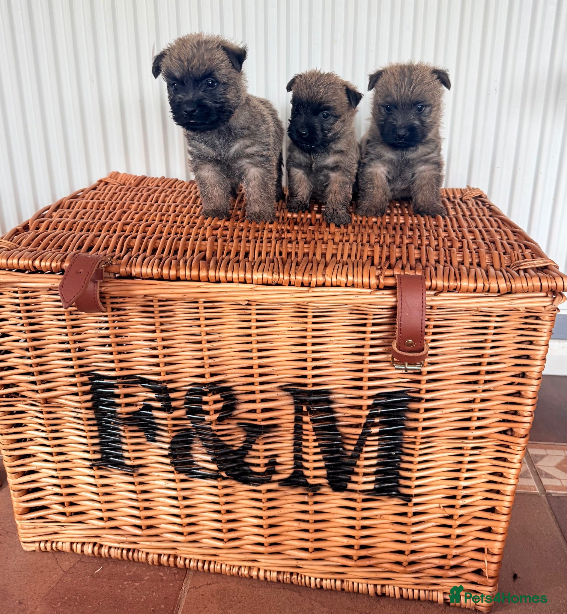 Cairn Terrier dogs Stunning KC reg cairn terrier pups  - Advert 1