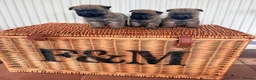 Cairn Terrier dogs for sale: Stunning KC reg cairn terrier pups  - Advert 1