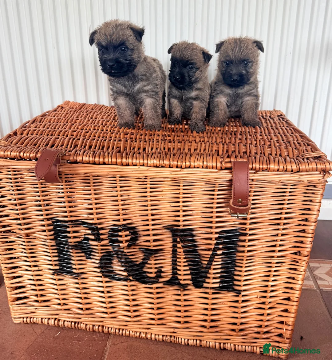 Cairn Terrier dogs for sale: Stunning KC reg cairn terrier pups  - Advert 1