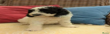 Cockapoo 2
