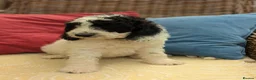 Cockapoo dogs for sale: F1 Standard Cocker Poodle Puppies  - Advert 19