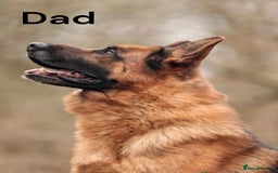 German Shepherd dogs for sale: KC REGISTERED GERMAN SHEPHERD PUPS - Image 13
