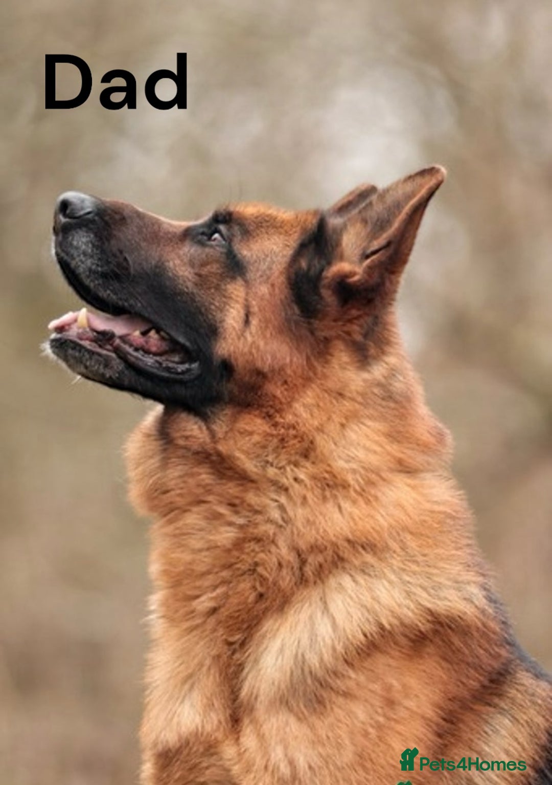 German Shepherd dogs for sale: KC REGISTERED GERMAN SHEPHERD PUPS - Image 13