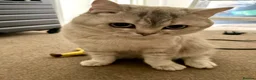 British Shorthair cats for sale: stunning 1 year old BSH cat in Preston - Advert 3