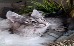 Maine Coon cats for sale: MAINE COON XL purebred registered active - Image 13
