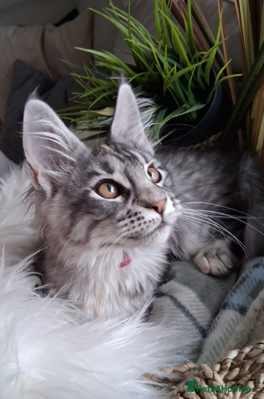 Maine Coon cats for sale: MAINE COON XL purebred registered active - Image 13