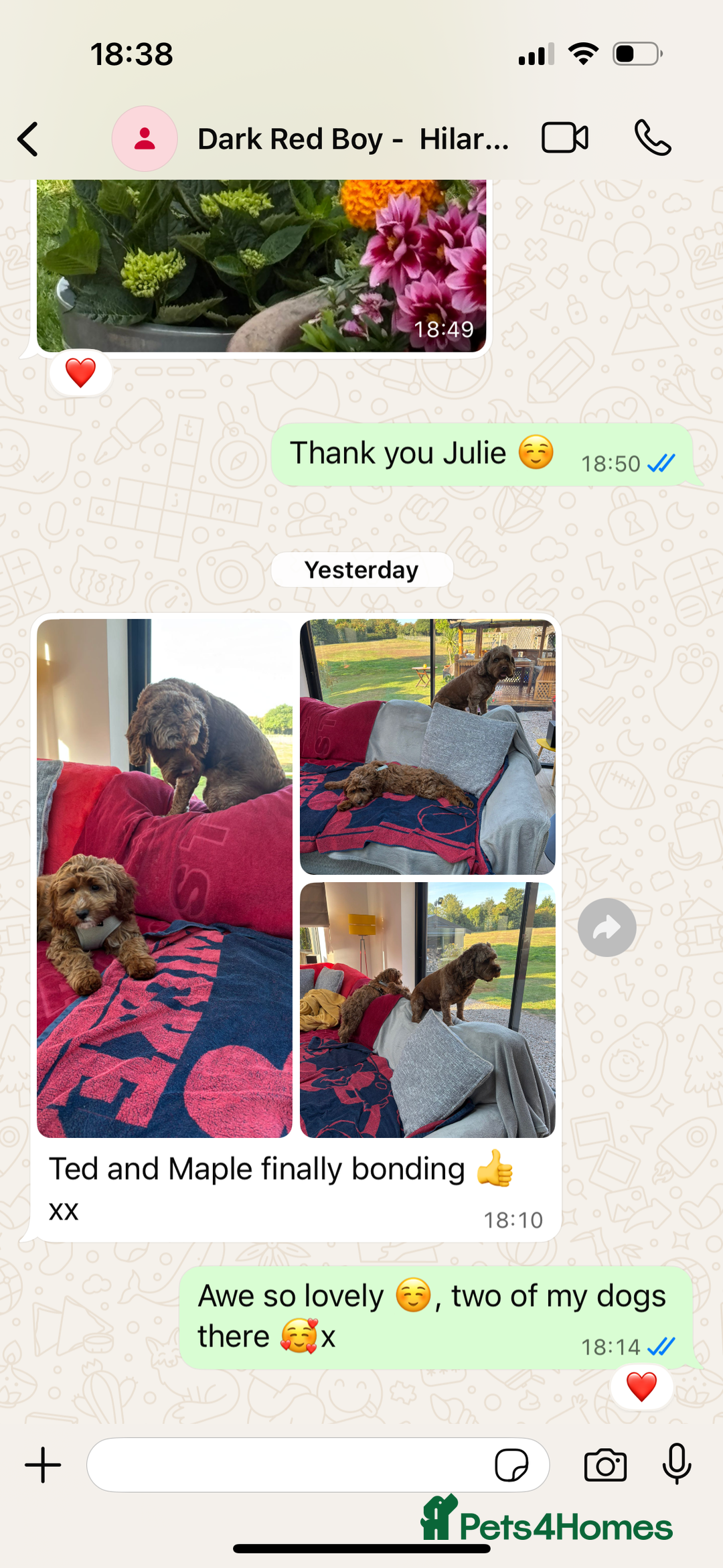 Cavapoo dogs for sale: Waiting List now open - DARK RED PREMIUM QUALITY - Image 8
