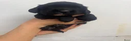 Sprocker dogs for sale: Sprocker Spaniel Puppies 🐶  - Advert 5