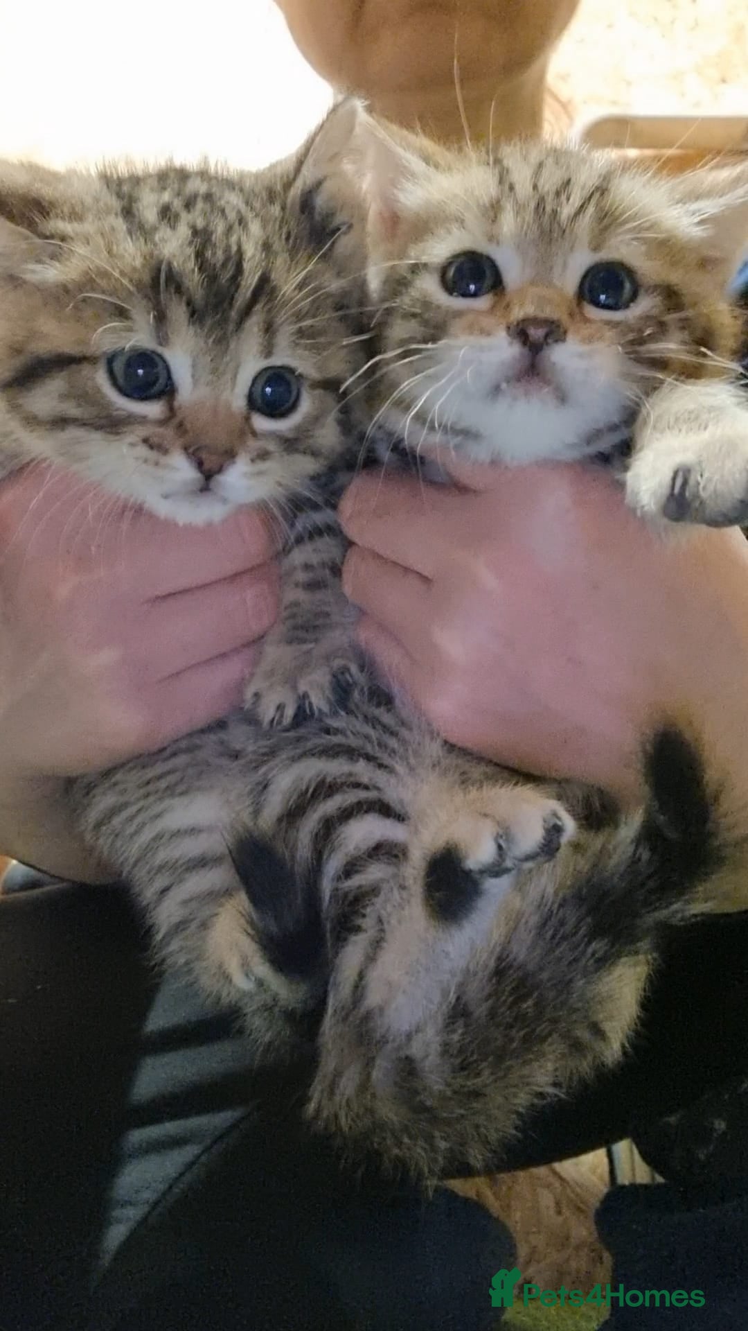 Mixed Breed cats for sale: Cross breed kittens - Advert 6