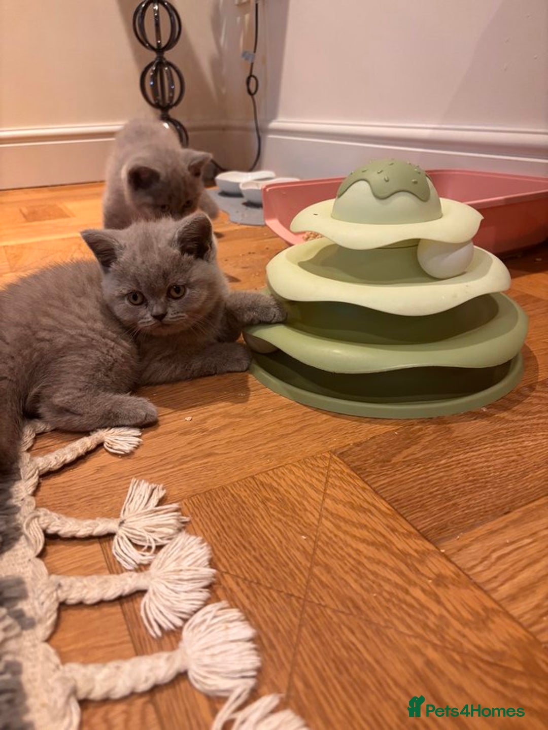 British Shorthair cats for sale: Quality GCCF British Shorthair Kittens - Image 3