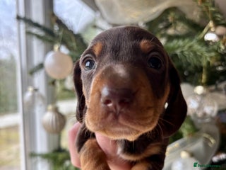 Miniature Dachshund dogs BEAUTIFUL PRA CLEAR & KC REG MINIS - Advert 2