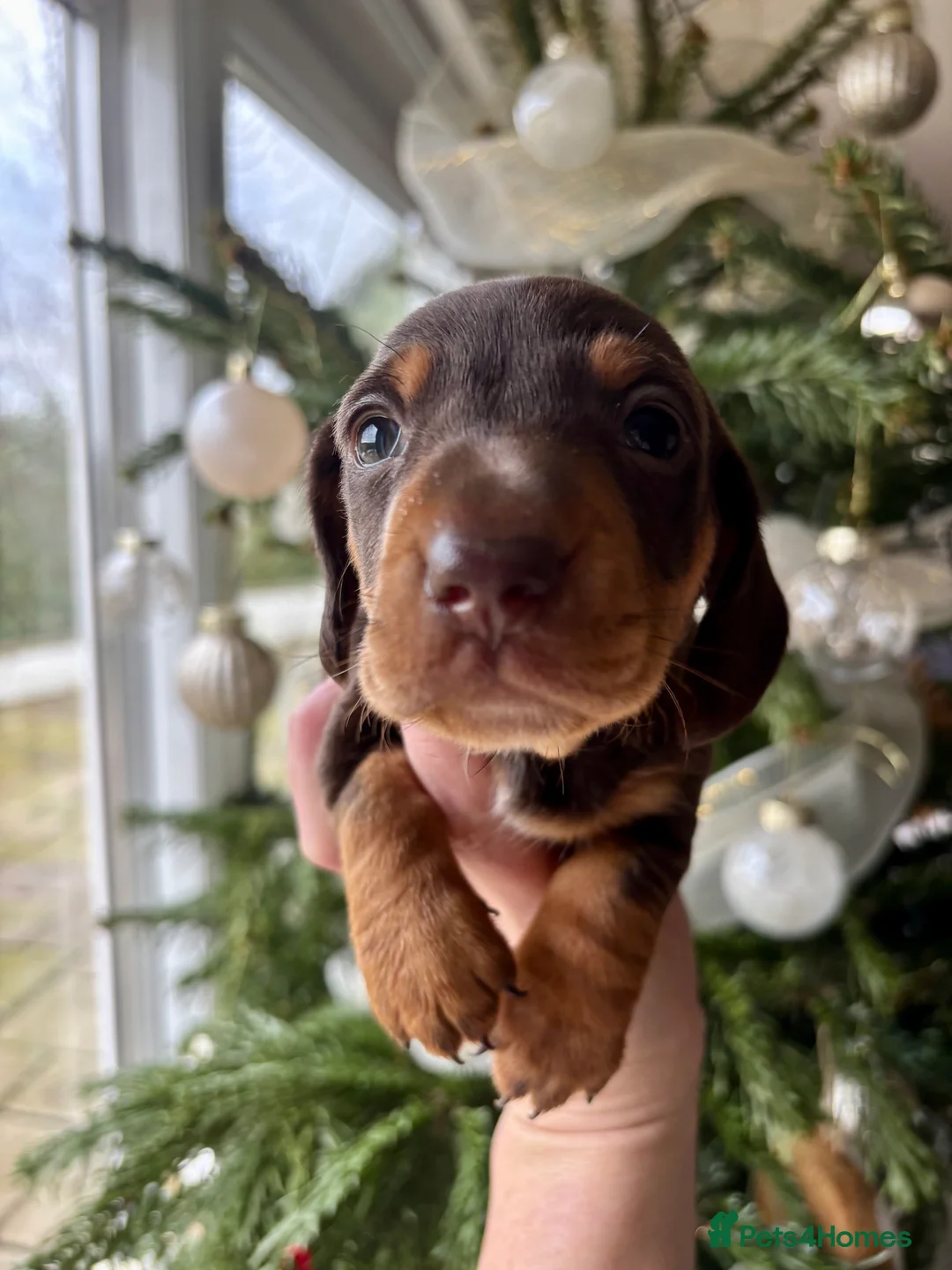Miniature Dachshund dogs for sale: BEAUTIFUL PRA CLEAR & KC REG MINIS - Advert 6