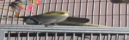 Cockatiels birds for sale: Male cockatiel - Advert 2