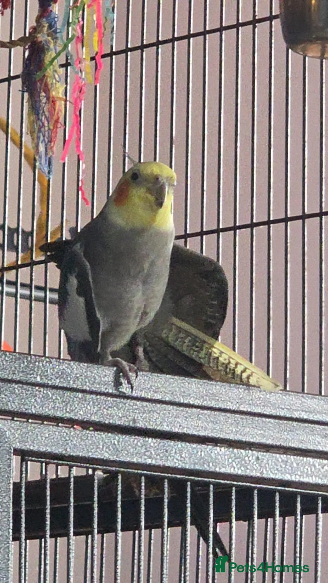 Cockatiels birds for sale: Male cockatiel - Advert 2