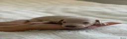 Italian Greyhound dogs for sale: Italian Greyhound puppies  in London - Advert 8