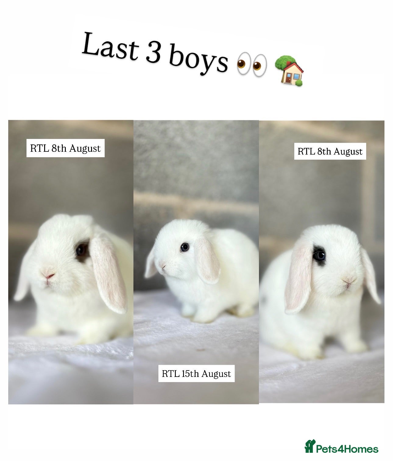 Mini Lop rabbits Mini Lops available - last 3  - Advert 15