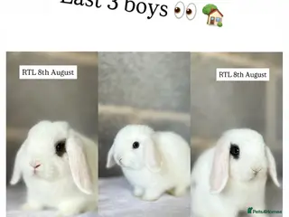 Mini Lop rabbits Mini Lops available - last 3 - Advert 15