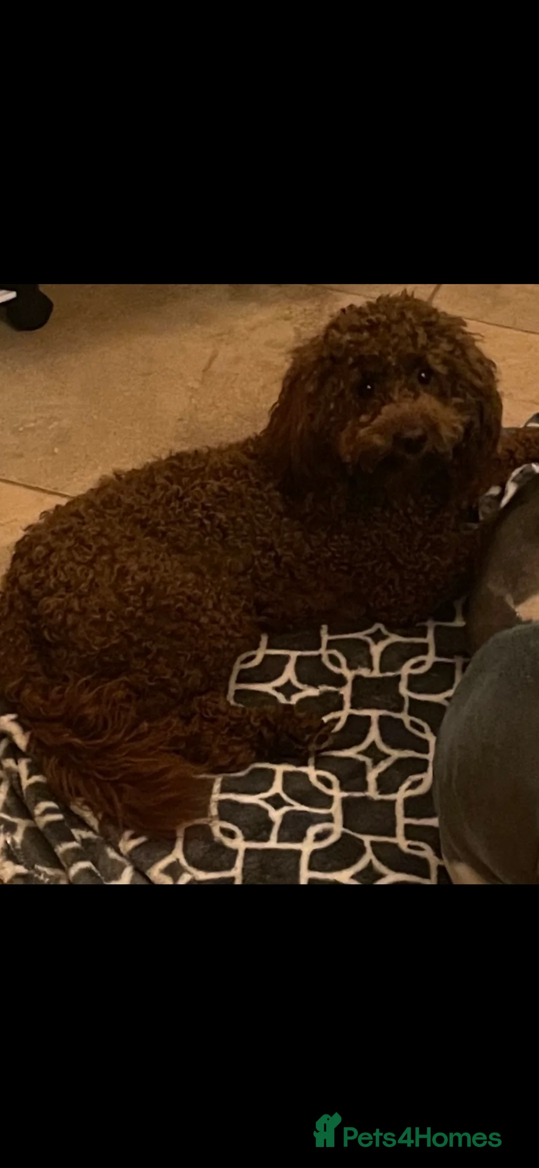 Miniature Poodle dogs for stud: Merlesque Top Gun mahogany mini poodle in Chorley - Advert 7