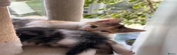 Mixed Breed cats for sale: 4 bouncy, happy kittens - Advert 10