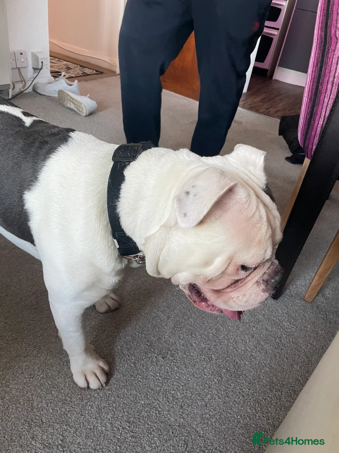 English Bulldog dogs for sale: Rocky - Advert 2