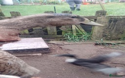 Ducks poultry for sale: 7 Indian runner ducks - Image 3