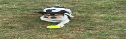 Jack Russell dogs for stud: STUD  - Advert 6
