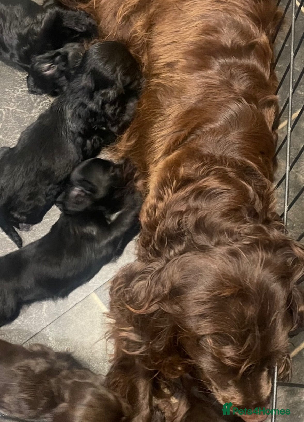 Cocker Spaniel dogs Beautiful cocker spaniel - Advert 1