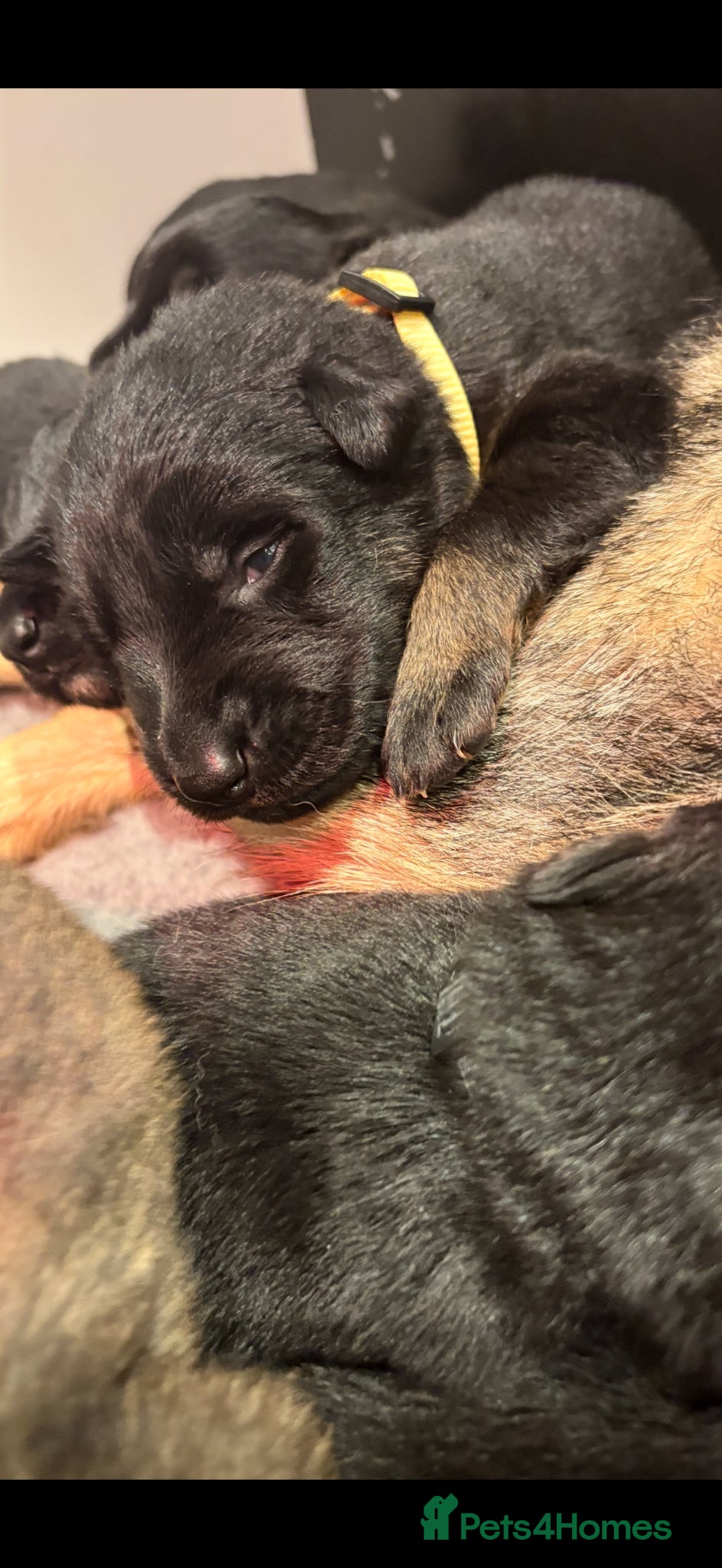 German Shepherd dogs Europe’s Elite line bred pedigree  - Advert 2