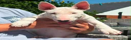English Bull Terrier dogs for sale: 1 pure white male outstanding pedigree  - Advert 7