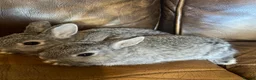 Netherland Dwarf rabbits for sale: 2 handsome pure bred Netherland Dwarf rabbits - Advert 15