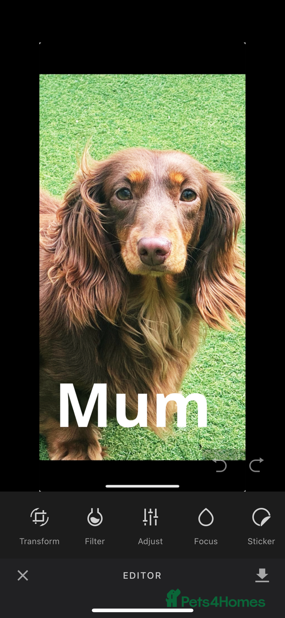 Miniature Dachshund dogs for sale: 2 gorgeous fluffy boys  - Image 13