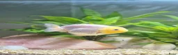 Fancy Goldfish fish for sale: Fancy Goldfish - Advert 4