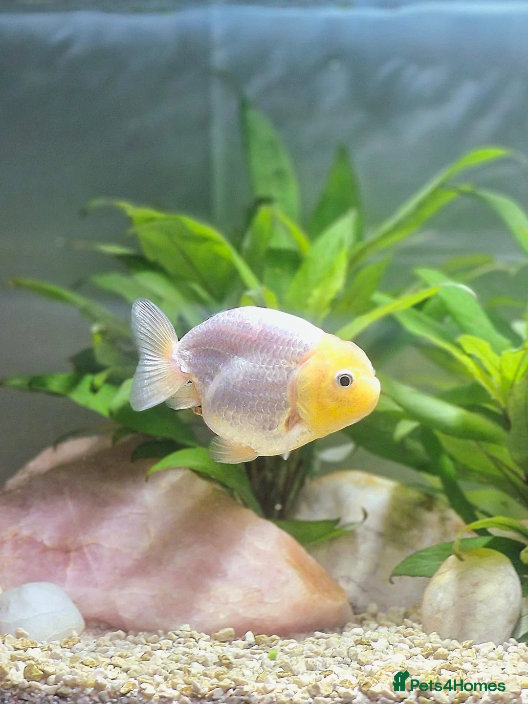 Fancy Goldfish fish for sale: Fancy Goldfish - Advert 4