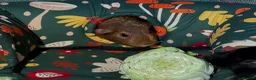 Guinea Pig rodents for sale: Daisy & Poppy, Female Guinea Sisters (2yo in June) in Cowbridge - Advert 10