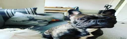 French Bulldog dogs for sale: French bulldog for sale - Advert 2