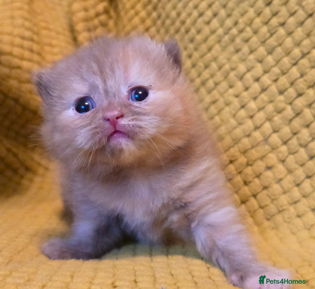 British Shorthair cats for sale: TICA registered British shorthair kittens - Advert 6