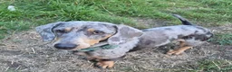 Miniature Dachshund dogs for sale: Stunning 18mth old male - Advert 5