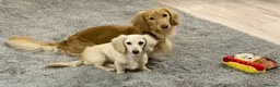 Miniature Dachshund dogs for sale: Cream Long-Haired Miniature Dachshund Puppies! - Advert 4