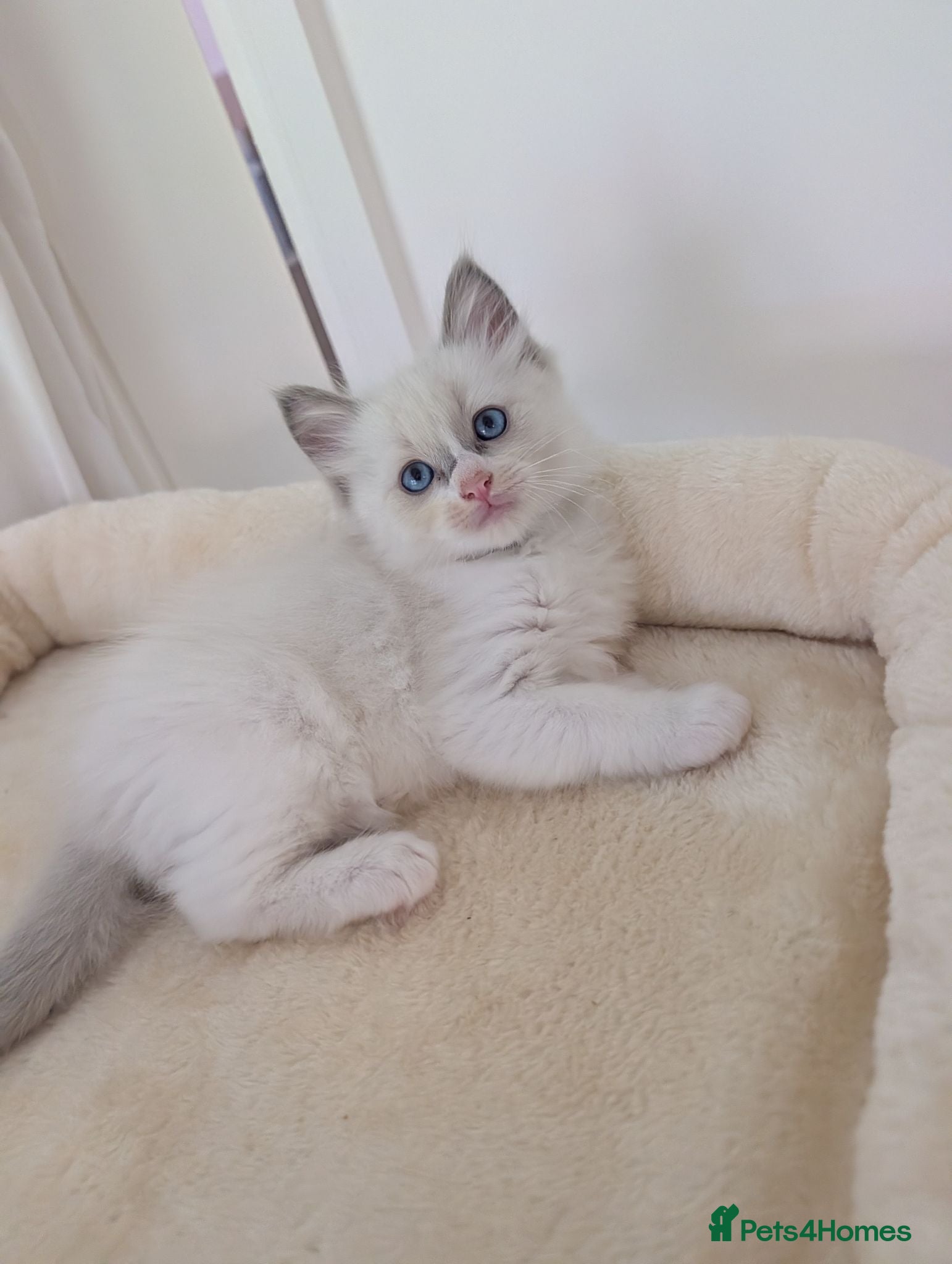 Ragdoll cats 2 boys still avilable green and Grey  - Advert 2