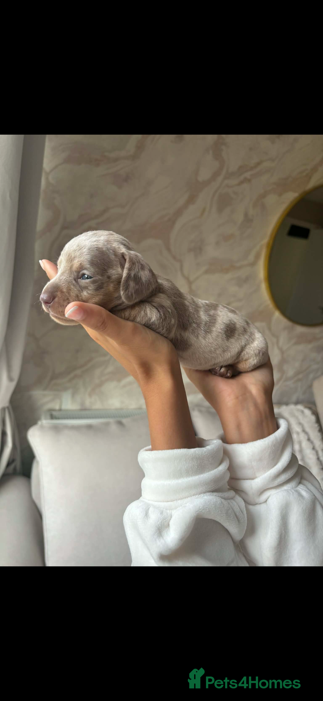 Miniature Dachshund dogs for sale: Beautiful litter of miniature dachshund  - Advert 7