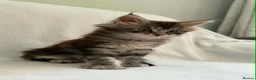 Maine Coon cats for sale: TICA Registered XXL Maine Coon– Black Silver Tabby - Advert 11