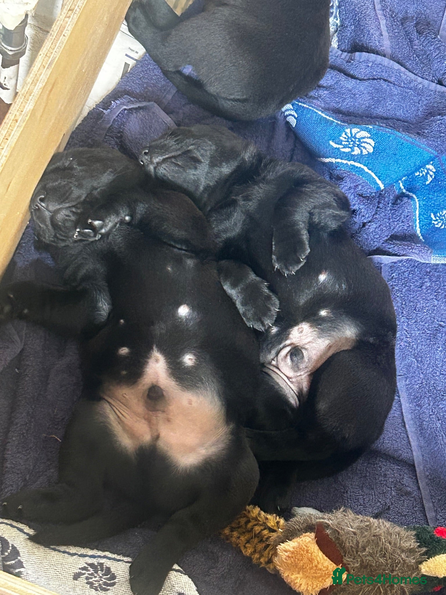 Labrador Retriever dogs Beautiful Kennel Club Registered Labrador Puppies  - Advert 2