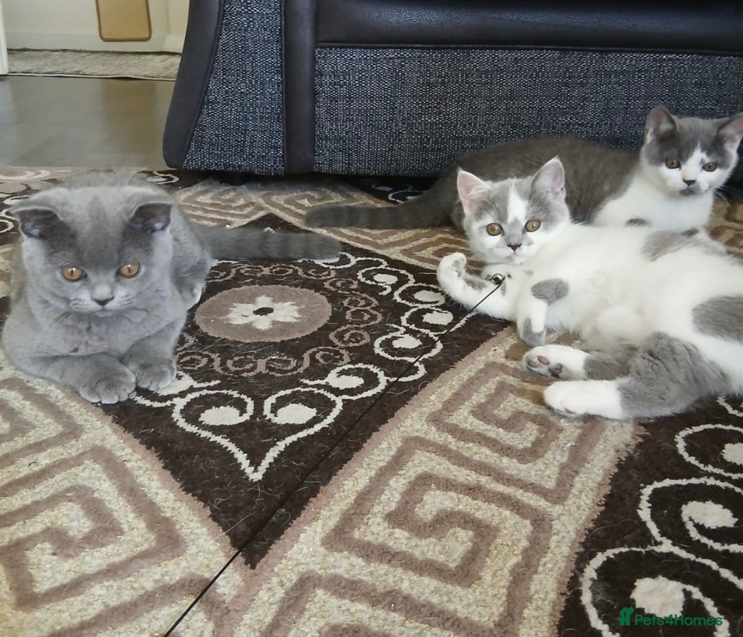 British Shorthair cats for sale: ✨1 BSH Kitten Left £400 ✨  - Image 3