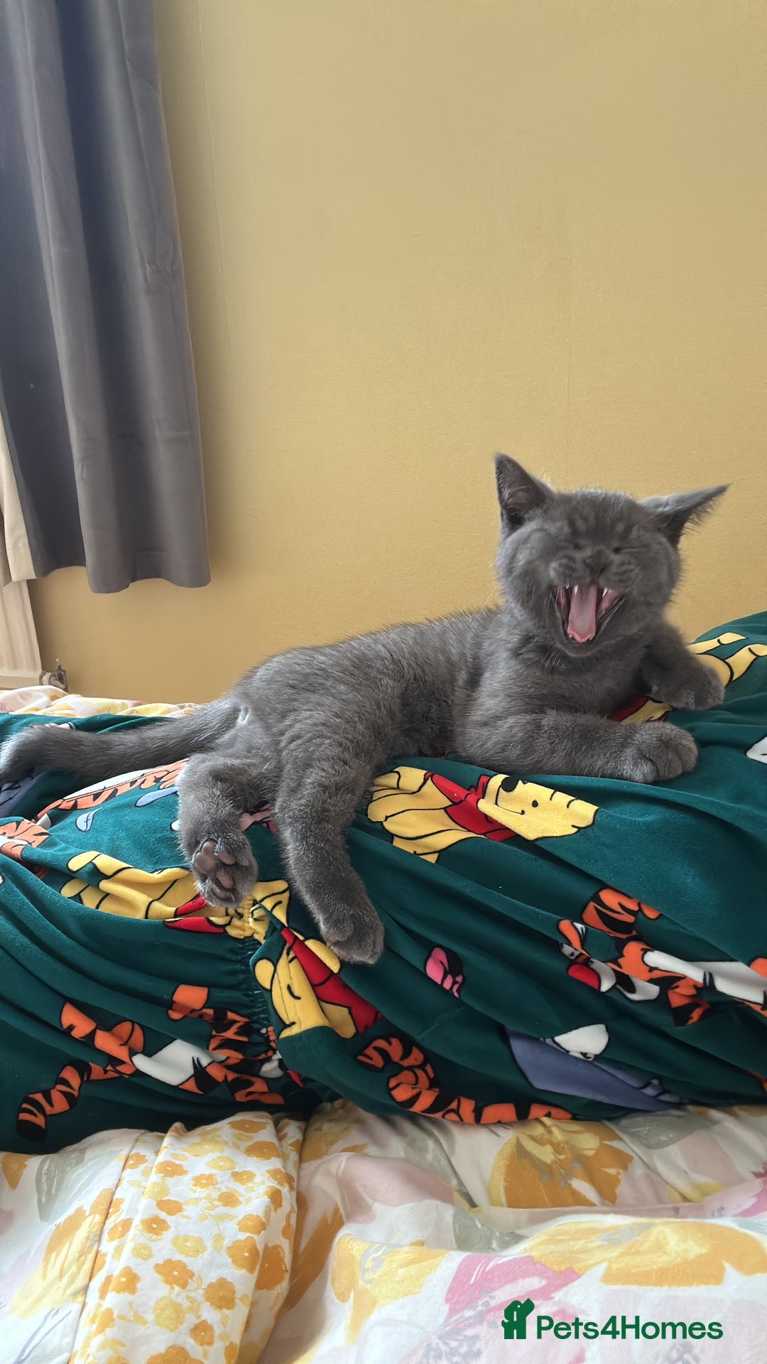 British Shorthair cats for sale: British shorthair for sale - Image 6