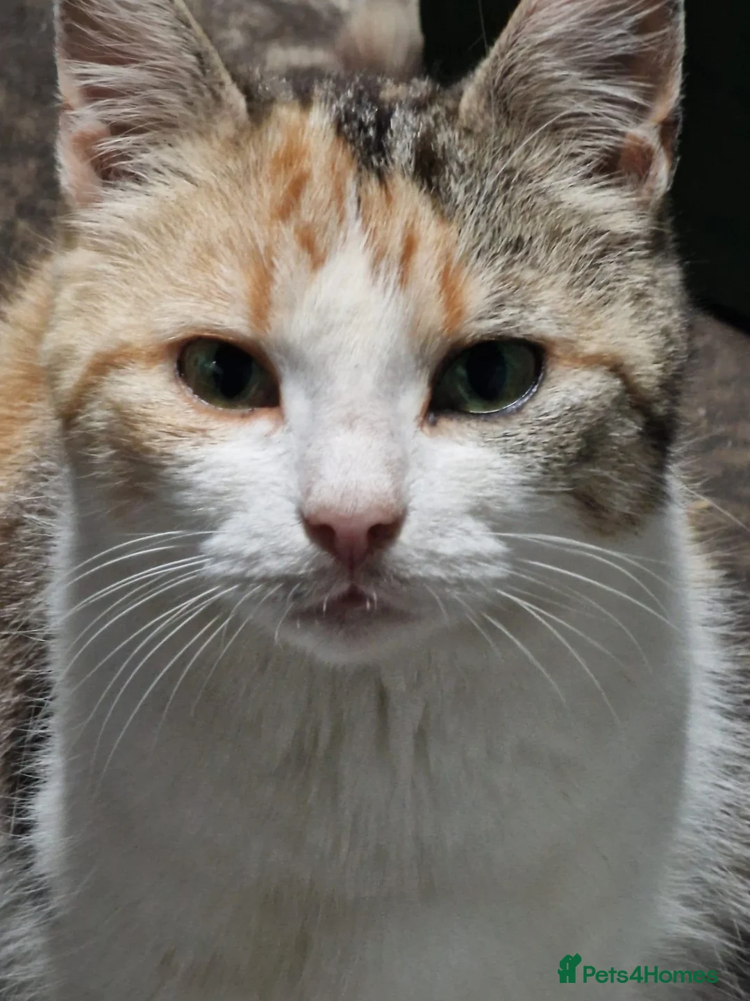 Mixed Breed cats for sale: Beautiful kittens for sale - Advert 18